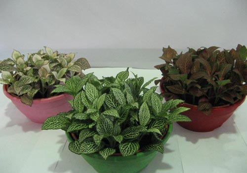 Fittonia: zorg