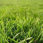 Gazon gras Gazon gras