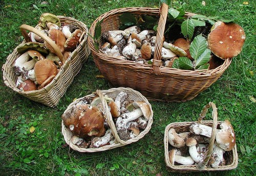 Waar en wanneer paddestoelen verzamelen in de regio Moskou