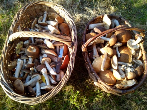 Waar en wanneer paddestoelen verzamelen in de regio Moskou