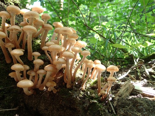 Waar en wanneer paddestoelen verzamelen in de regio Moskou