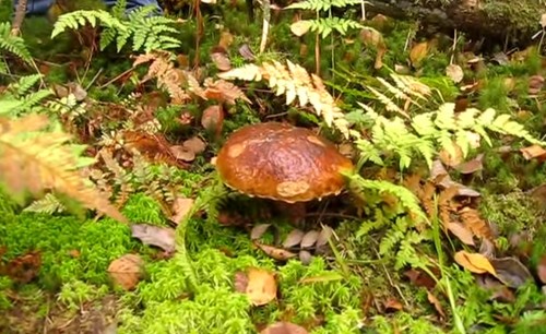 Waar verzamel je paddenstoelen in de buitenwijken 2015 (Ramensky district). Waar en wanneer paddestoelen verzamelen na de regen