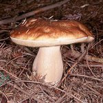 Waar paddestoelen te verzamelen