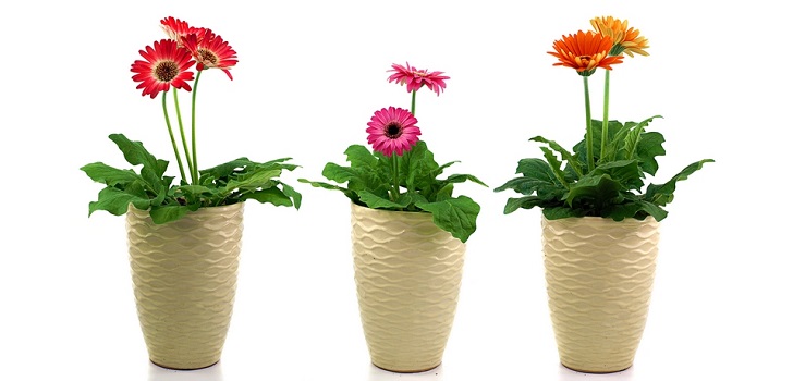 Gerbera in de pot