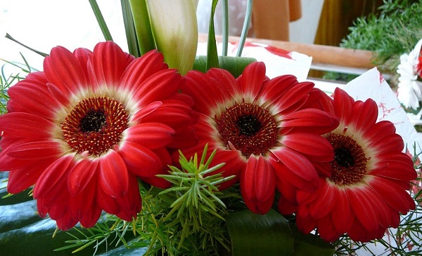 Gerbera in de pot Gerbera in de pot