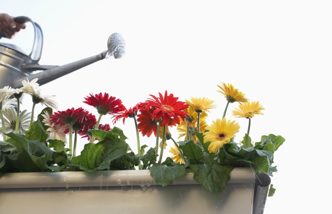 Gerbera in de pot Gerbera in de pot