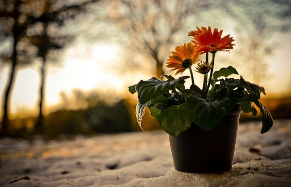 Gerbera in de pot Gerbera in de pot