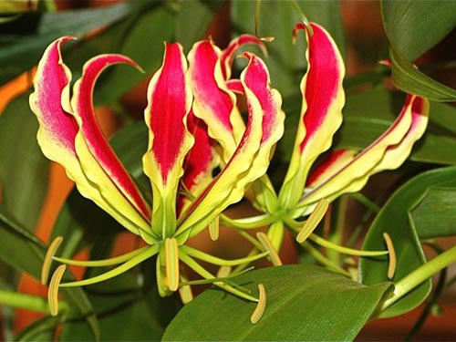 Kenmerken van het planten van "lily of flame"