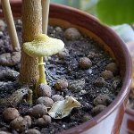 Paddestoelen in het land: hoe te groeien Paddestoelen in het land: hoe te groeien