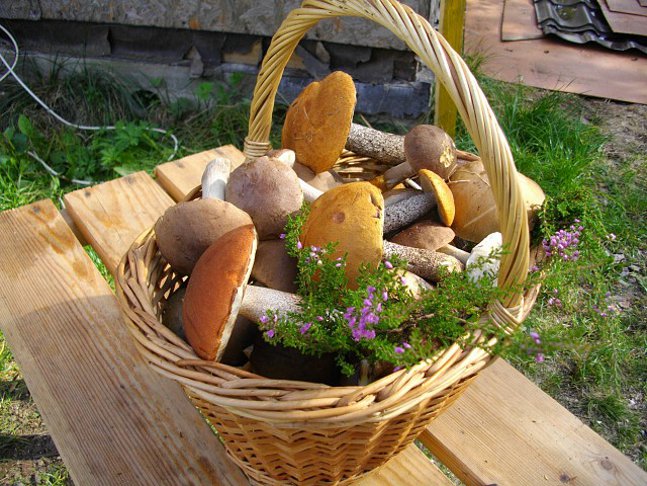 Paddestoelen in het land: hoe te groeien