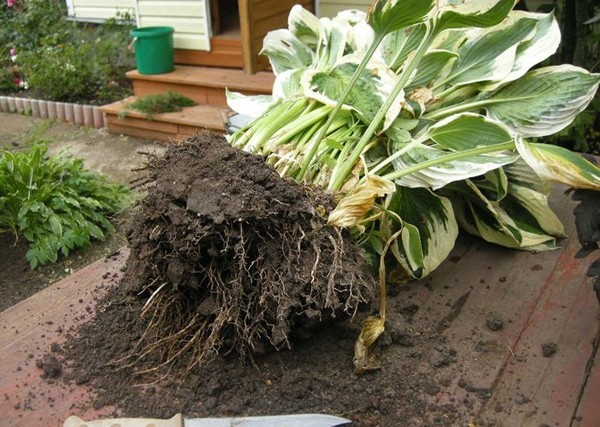 Regels voor groeiende gastheren: planten en verzorgen in de volle grond