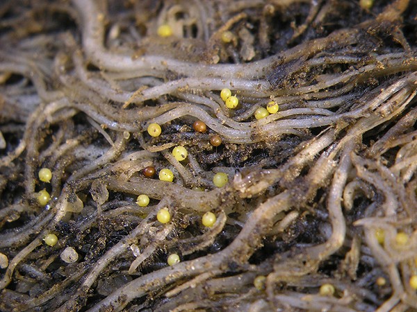 Regels voor groeiende gastheren: planten en verzorgen in de volle grond