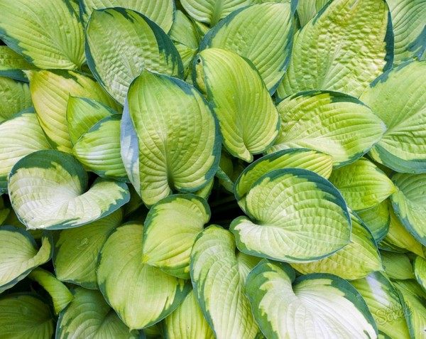 Regels voor groeiende gastheren: planten en verzorgen in de volle grond