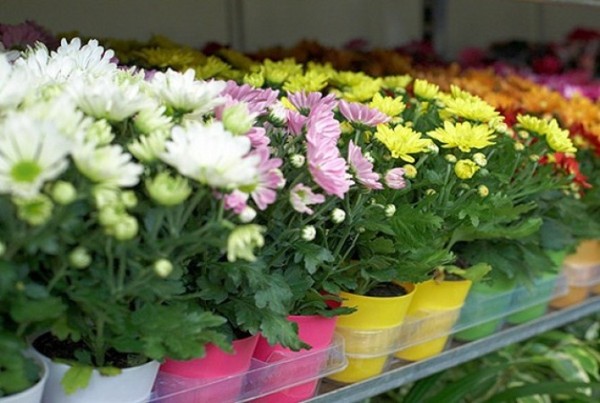 Huischrysanten: verzorging en onderhoud