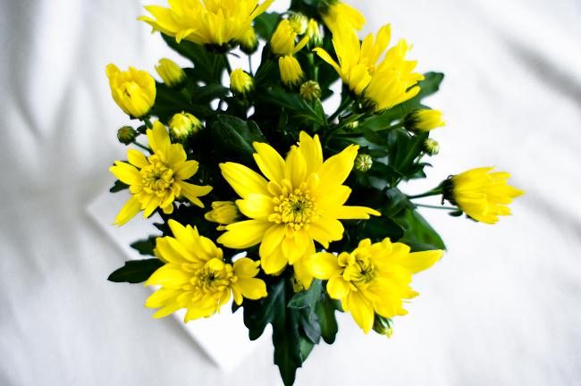Huischrysanten: verzorging en onderhoud