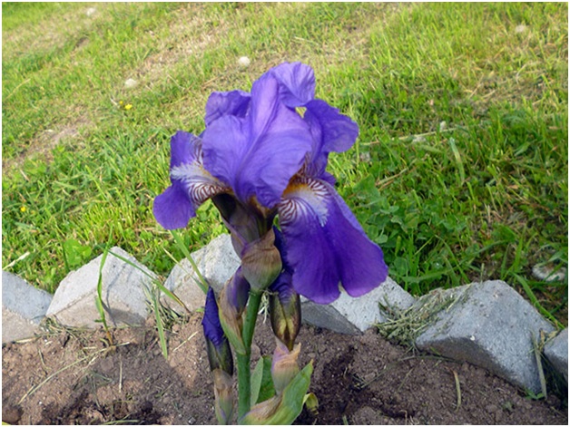 iris op het bloembed