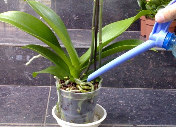 Hoe een orchidee water geven