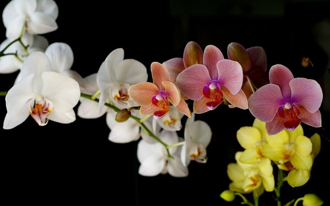 Hoe een orchidee water geven