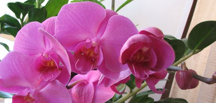Hoe een orchidee water geven