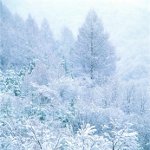Hoe de winter te fotograferen? Hoe de winter te fotograferen?