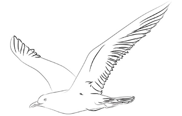 Hoe je een vogel in etappes tekent met een potlood