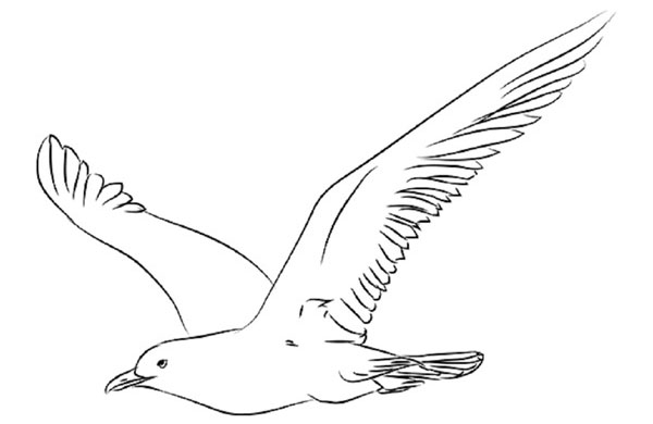 Hoe je een vogel in etappes tekent met een potlood