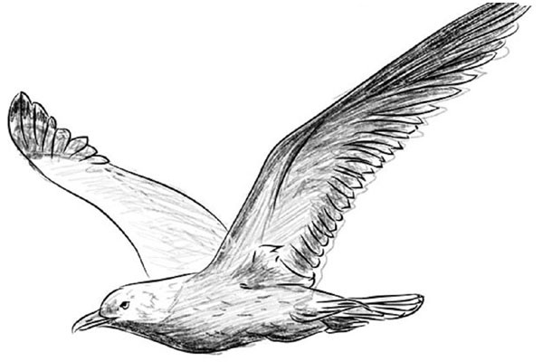 Hoe je een vogel in etappes tekent met een potlood