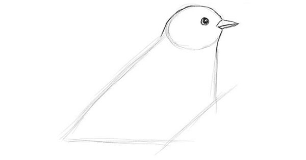 Hoe je een vogel in etappes tekent met een potlood