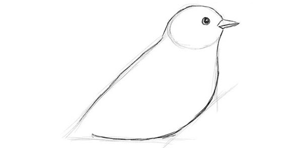 Hoe je een vogel in etappes tekent met een potlood