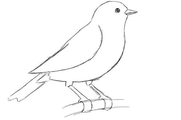 Hoe je een vogel in etappes tekent met een potlood