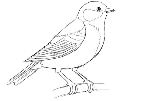 Hoe je een vogel in etappes tekent met een potlood