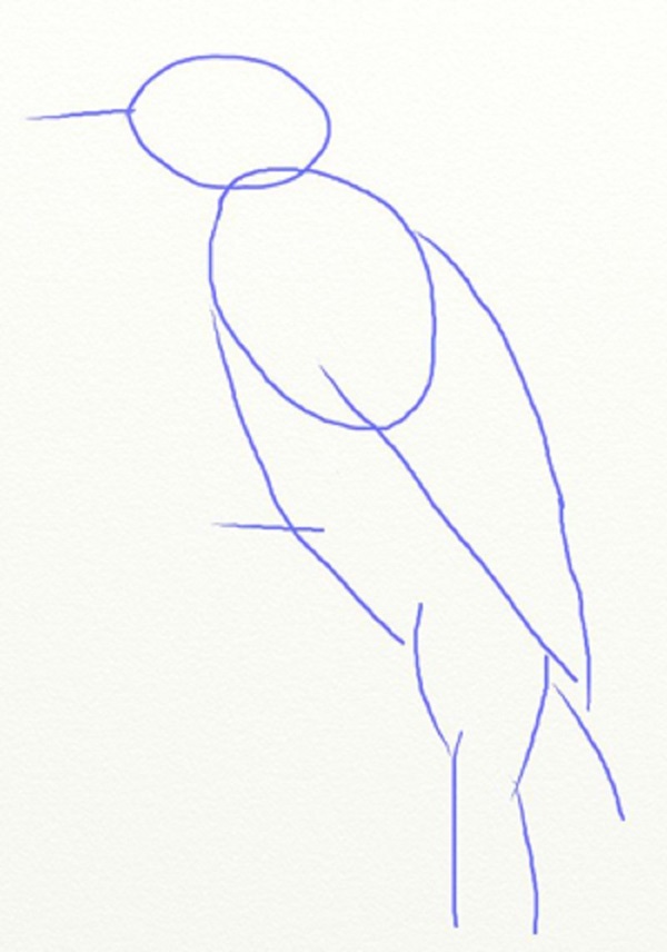 Hoe je een vogel in etappes tekent met een potlood