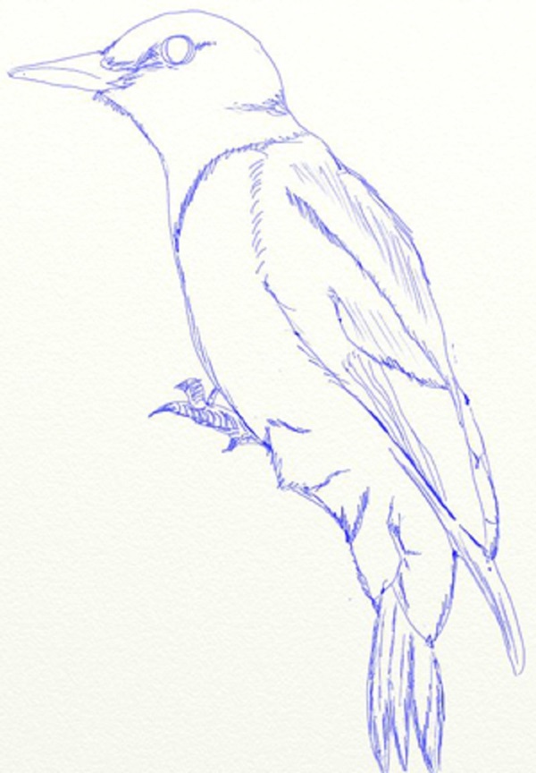 Hoe je een vogel in etappes tekent met een potlood