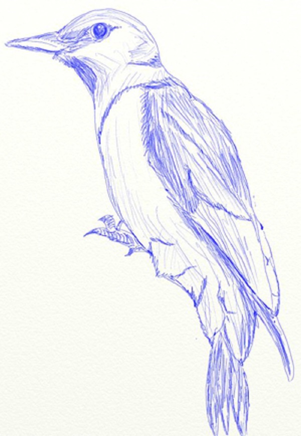 Hoe je een vogel in etappes tekent met een potlood