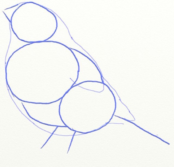 Hoe je een vogel in etappes tekent met een potlood