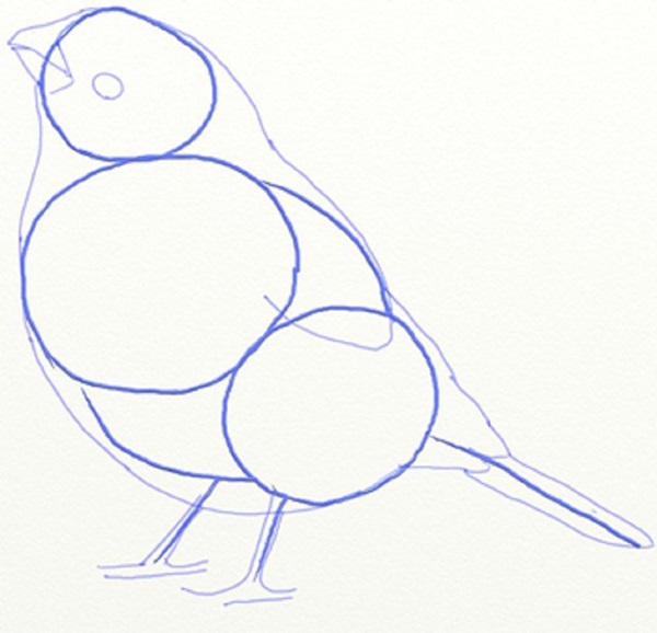 Hoe je een vogel in etappes tekent met een potlood