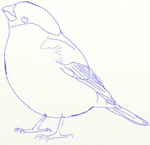 Hoe je een vogel in etappes tekent met een potlood