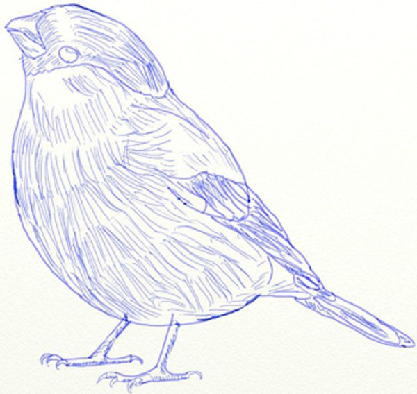 Hoe je een vogel in etappes tekent met een potlood