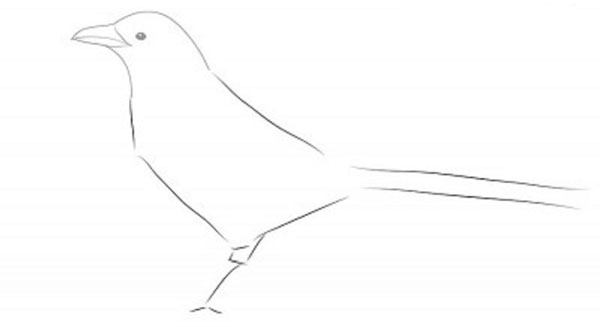 Hoe je een vogel in etappes tekent met een potlood