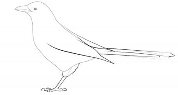 Hoe je een vogel in etappes tekent met een potlood