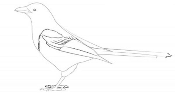 Hoe je een vogel in etappes tekent met een potlood