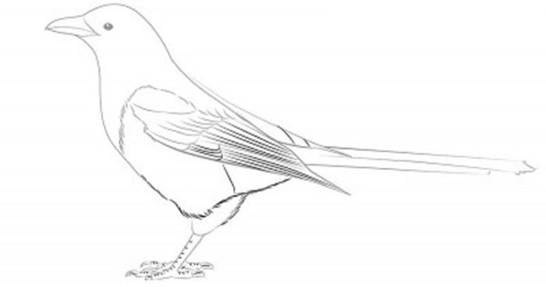 Hoe je een vogel in etappes tekent met een potlood