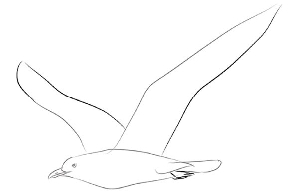 Hoe je een vogel in etappes tekent met een potlood