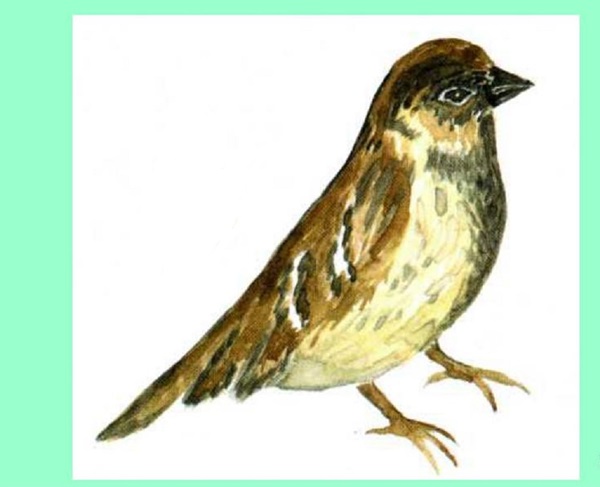 Hoe je een vogel in etappes tekent met een potlood