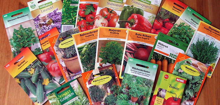 Hoe de juiste groentezaden te kiezen voor planten in de volle grond