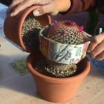 Hoe een cactus te verplanten