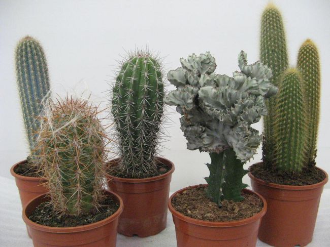 Hoe een cactus te verplanten