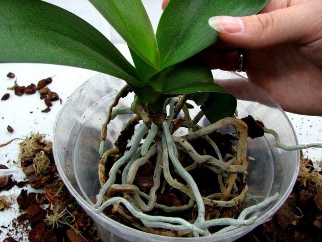 Hoe een orchidee te transplanteren