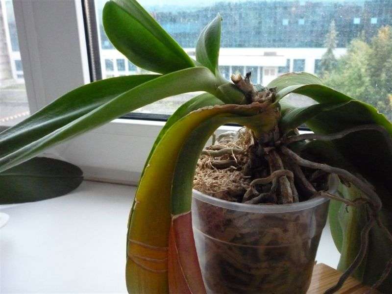 Hoe een orchidee te transplanteren