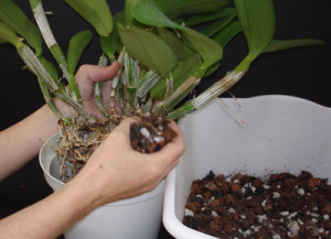 Hoe een orchidee te transplanteren